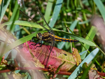 Black-tailed Skimmer