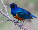 Superb Starling perched on a branch