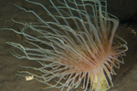 Pachycerianthus multiplicatus