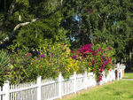 A Fence in Winter Garden Fl
