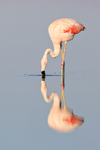 Reflection of Chilean Flamingo feeding, Chaxa, Chile