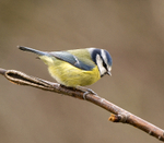 Blue Tit