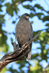 Crested Serpent-Eagle, Bandhavgarh Tiger Reserve, India