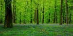 Beech Wood Panorama