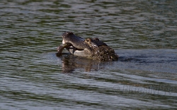 AnimalsCreatures 191