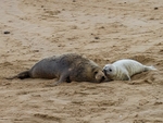 Atlantic Grey Seal