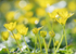 2nd April Celandines
