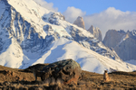 Two female Pumas and Torres peaks, Torres del Paine, Chile