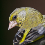 Greenfinch portfolio