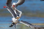 Gull Attack Tern