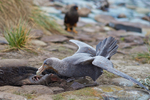 Northern Great Petrel