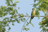 Monk Parakeet, Mato Grosso, Brazil