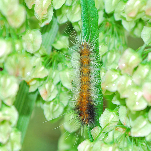Virginian Tiger Moth Caterpillar.