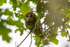 Long Eared Owl