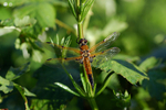 Four-spotted Chaser
