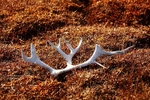 Reindeer antler 9863