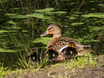 Mallard and ducklings