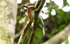 Red bearded bee-eater