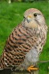 Kestrel Kee-kee