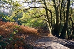 Autumn Shadows at Shorne Wood