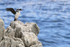 Imperial Shag flapping wings, Cape Bougainville, Falklands