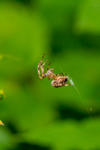 Cross Orb Spider Araneus diadematus-2255