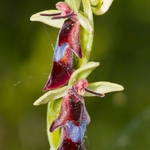 fly orchid (Ophrys insectifera)