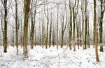 Oldfield Coppice 2