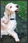 Barney