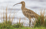 CURLEW 2025