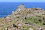 Flowering Thrift at Morte Point, North Devon, England
