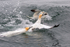 Gannets 2