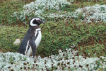 Penguin Colony at Punta Arenas