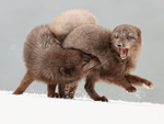 Scuffling Arctic Foxes, Hornstrandir, Iceland