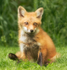 Red Fox Kit #5