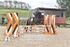 BPP_1081
