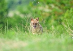 May 2018 - Golden Jackal