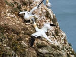Gannets