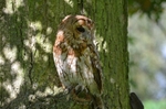Tawny Owl