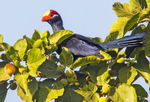 Violet Turaco