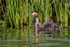 Great Crested Grebe (Podiceps cristatus) juveniles riding on back
