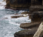 Fulmar gliding along the cliffs at Durlston