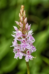 Common Spotted Orchid