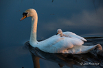 Swan & Cygnets - Returning to the nest 3