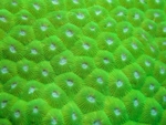 Coral Macro