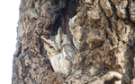 Indian Scops Owl