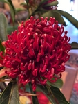 Sth African Protea