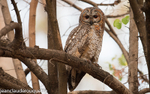 Mottled Wood Owl.
