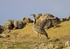 Houbara Bustard