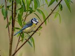 Blue Tit